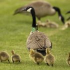 A goose and its babies walk across an open green field