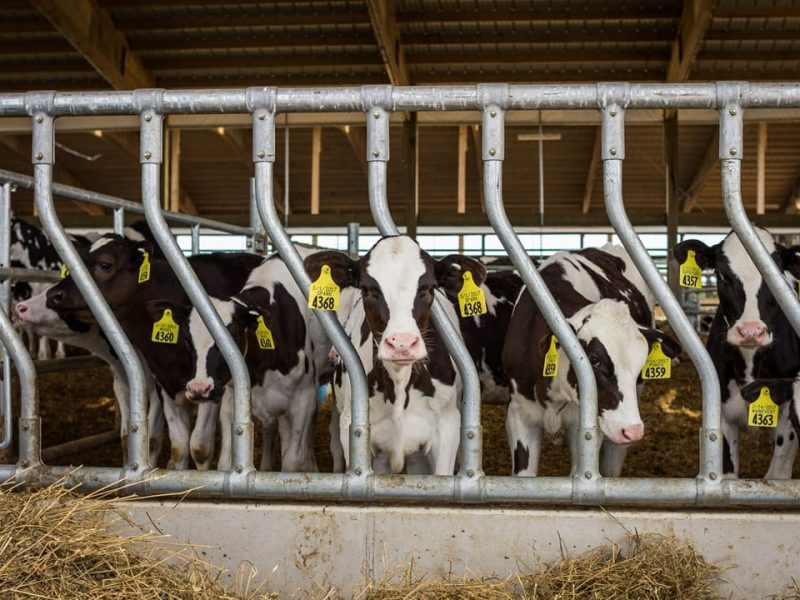 A group of dairy cows gather for feeding time