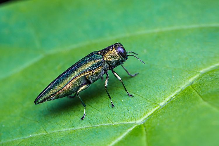 An emerald ash borer rests on a leaf