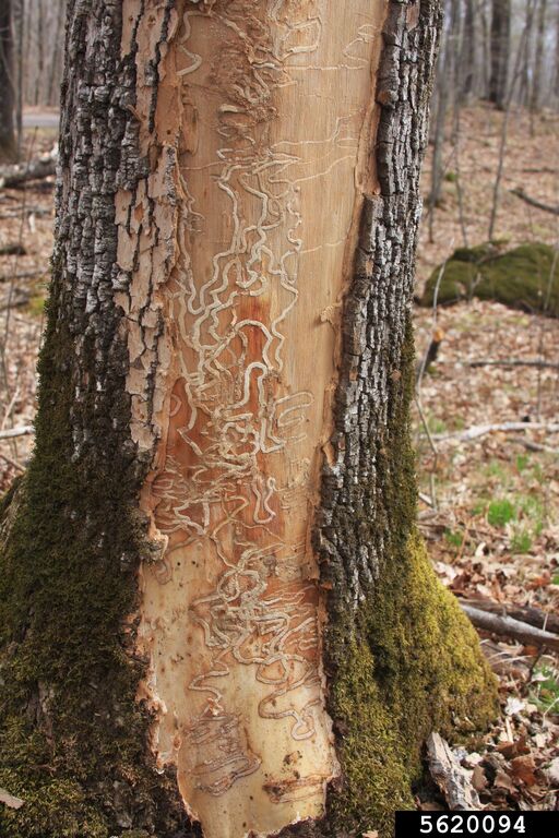 Marks showing an emerald ash bore infestation on a tree