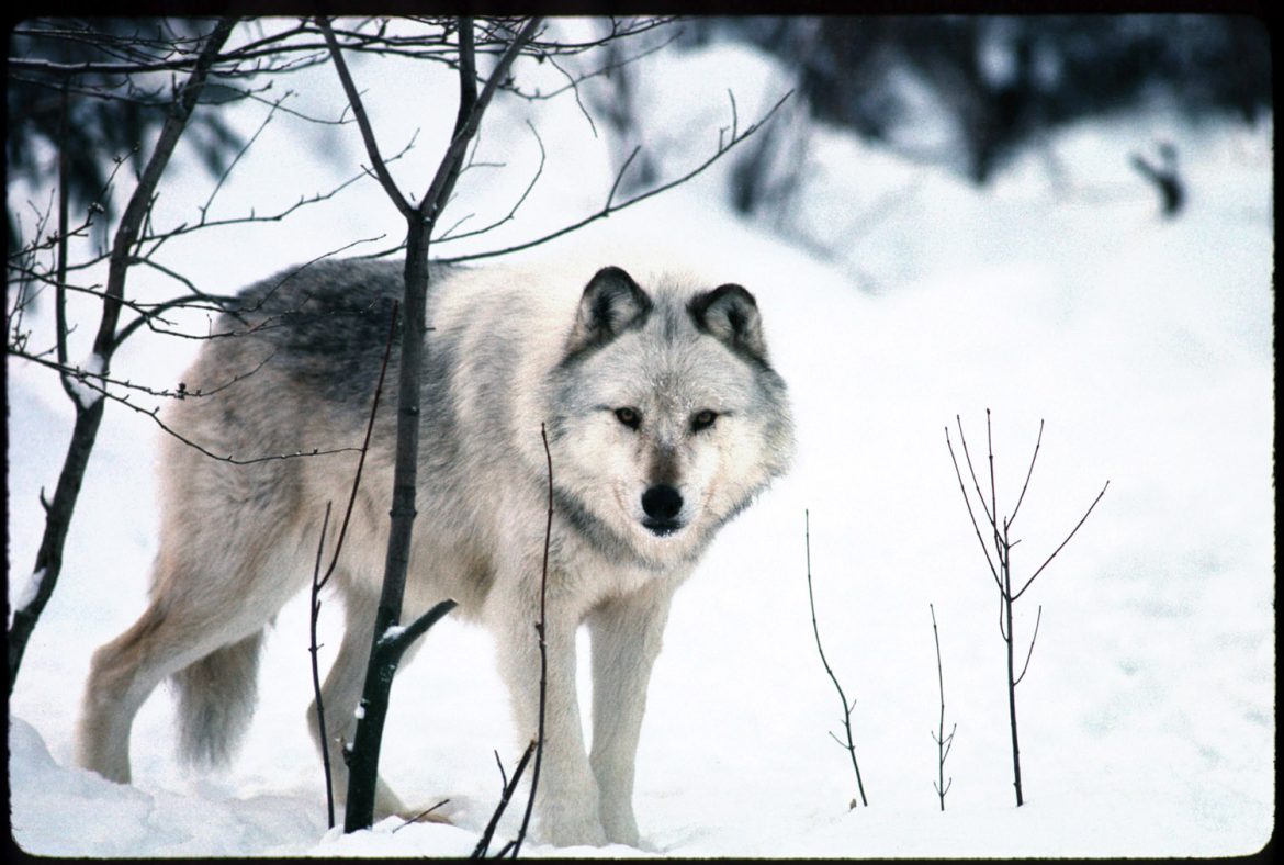 A wolf lurks behind a tree