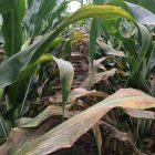 A heavy infestation of tar spot on a corn plant