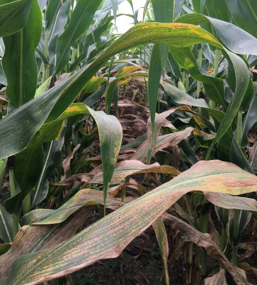 A heavy infestation of tar spot on a corn plant