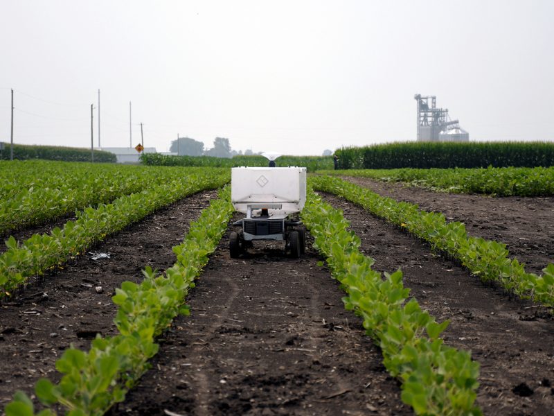 An AI controlled robot roams a field of crops to fertilize them