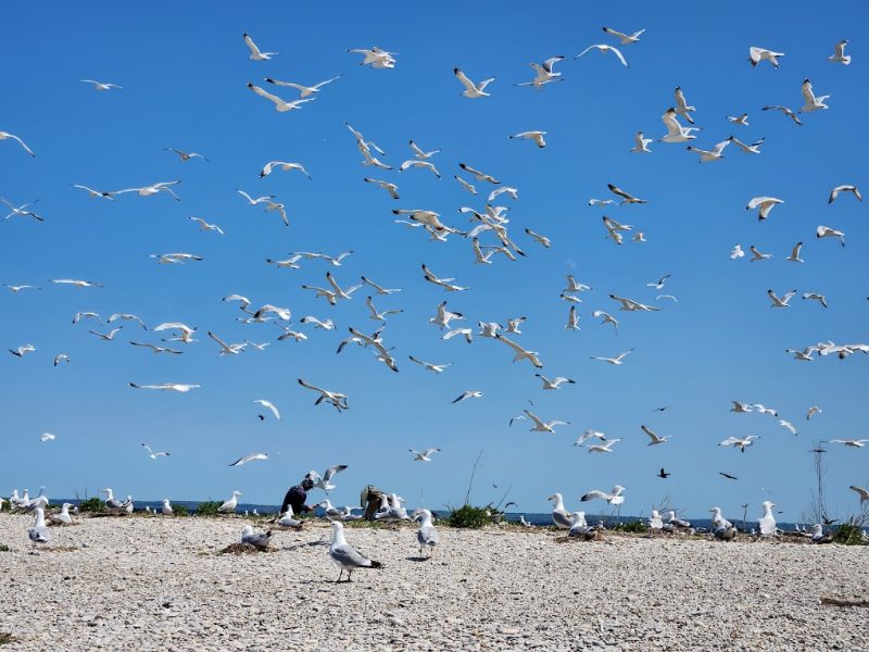 A group of birds on a beach are examined by researchers