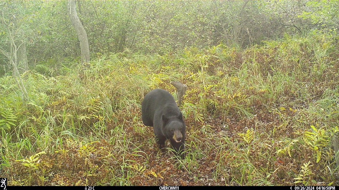 Black bear walking through a forest.