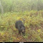Black bear walking through a forest.