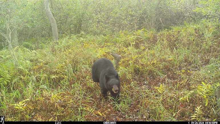 Black bear walking through a forest.