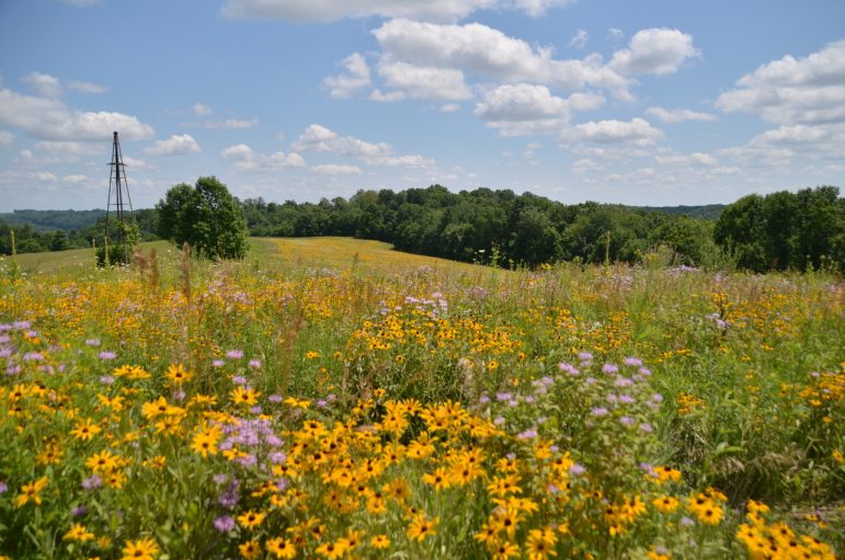 A large open field with flowers and grass, a small tower in the back 