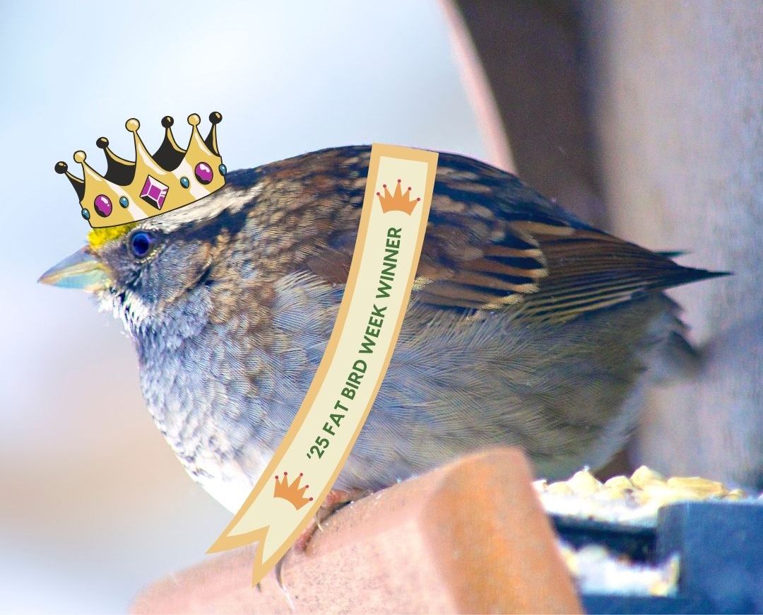 A white throated sparrow wearing an animated crown and sash reading "'25 fat bird week winner."