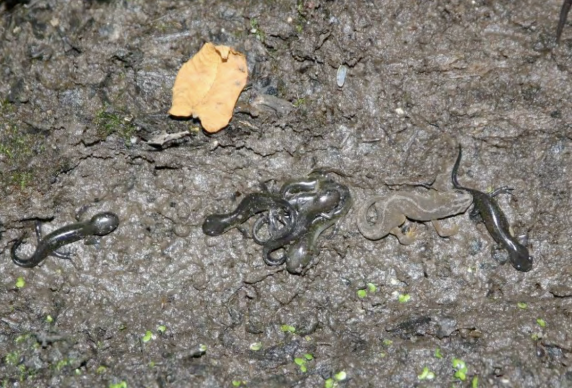 Silvery salamander, spotted salamander and red-spotted newt under a log.