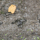 Silvery salamander, spotted salamander and red-spotted newt under a log.