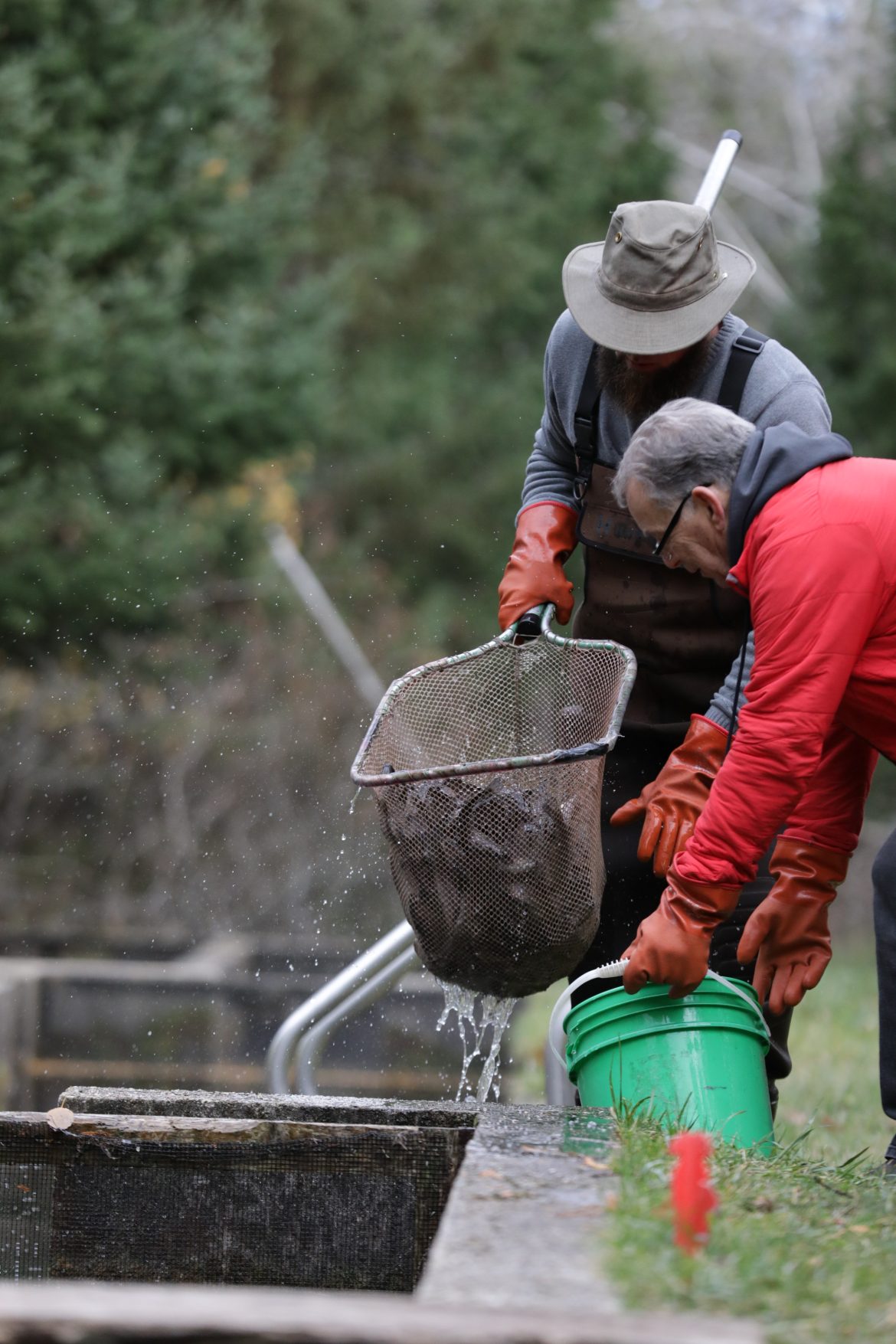 Two people farming fish using a net and bucket