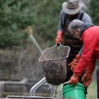 Two people farming fish using a net and bucket
