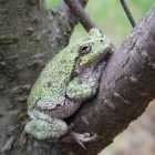 Gray treefrog in a tree