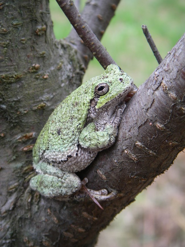 Gray treefrog in a tree