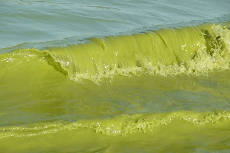 Algae bloom in Lake Erie