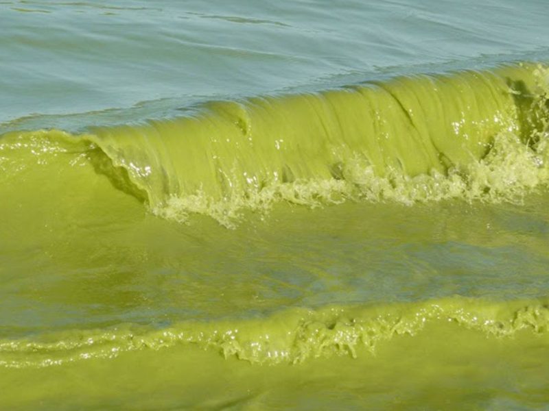 Algae bloom in Lake Erie