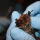A bat held by gloved hands