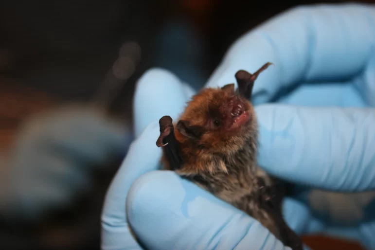 A bat held by gloved hands