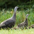 Wild turkeys in a field