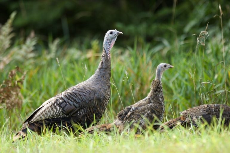 Wild turkeys in a field