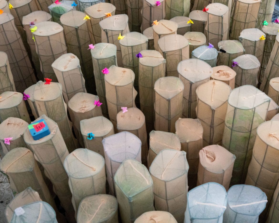 Pupae covered with panty hose and labeled with colorful clips