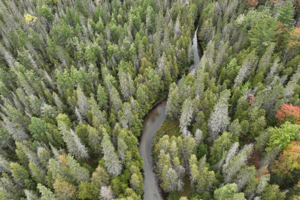 Aerial view of a forested parcel of land