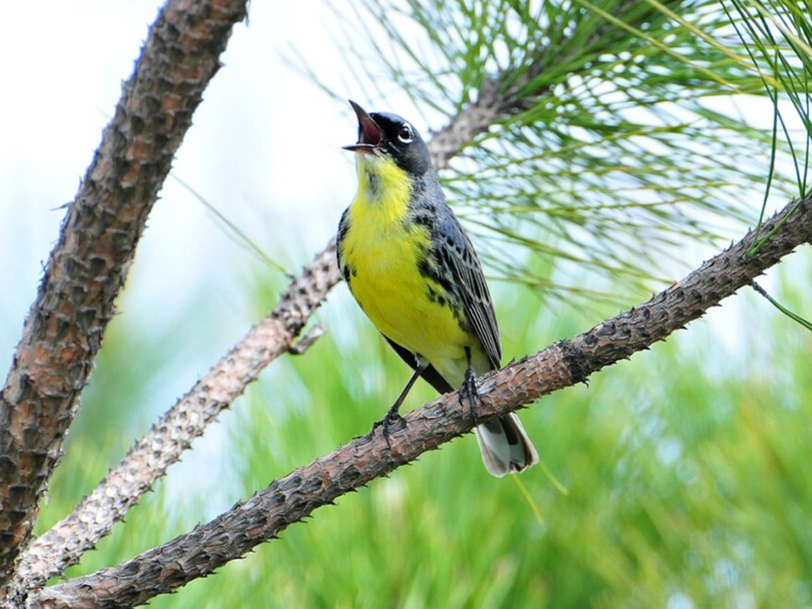 A Kirtland warbler (a gray bird with yellow belly) stands on a pine tree branch.