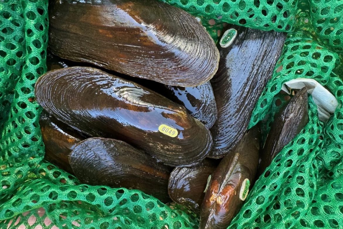 Mussels in a green net.