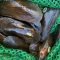 Mussels in a green net.