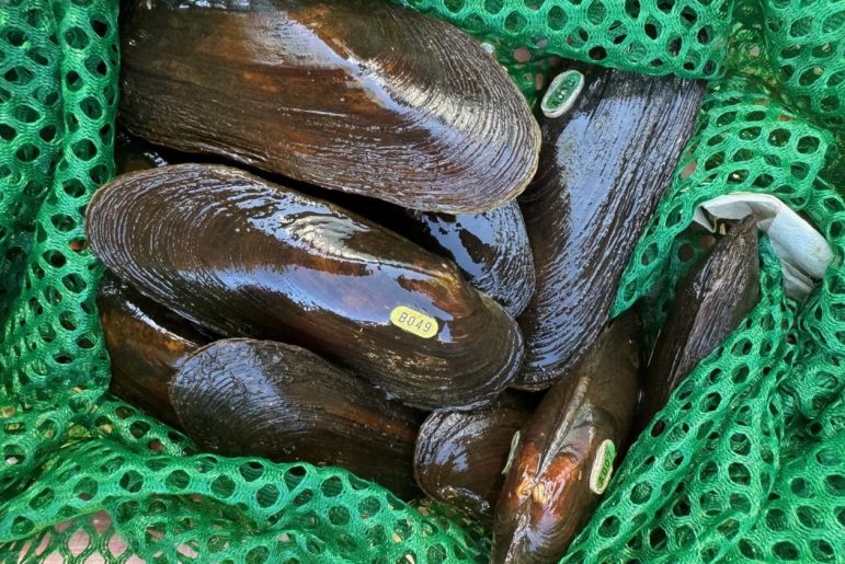 Mussels in a green net.