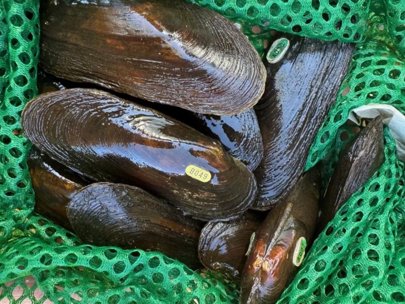 Mussels in a green net.