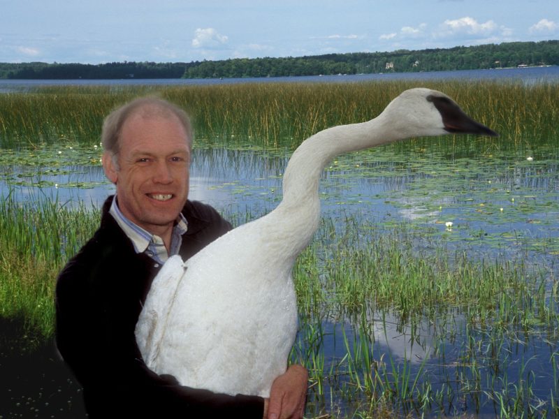 Henderson holding a swan