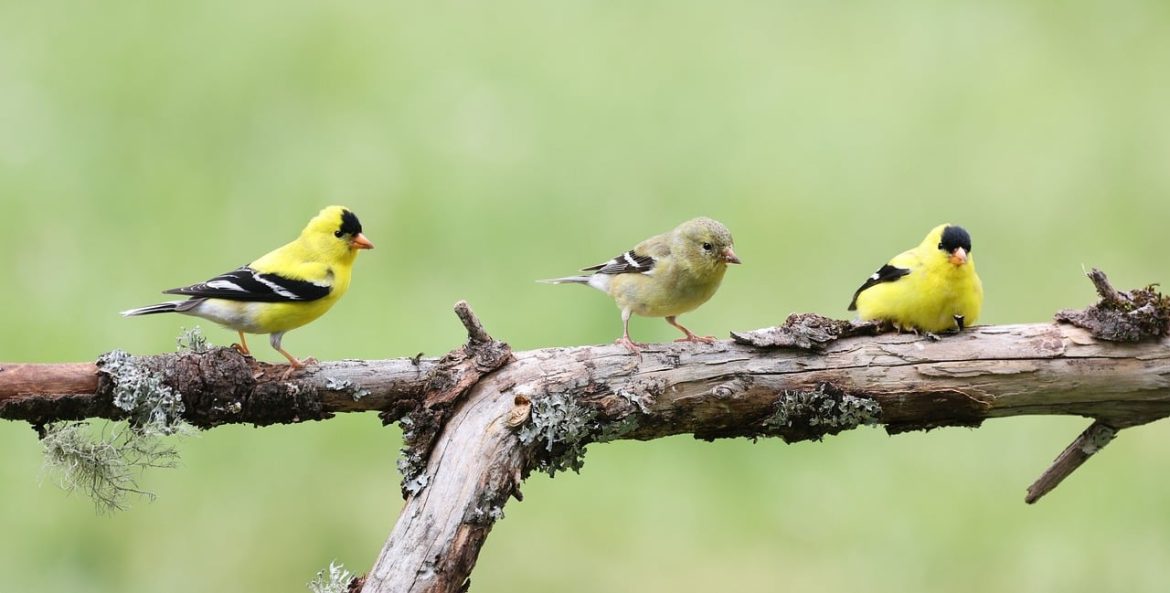 Goldfinch on a tree branch.