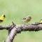 Goldfinch on a tree branch.