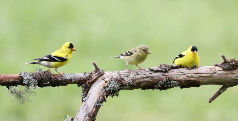 Goldfinch on a tree branch.