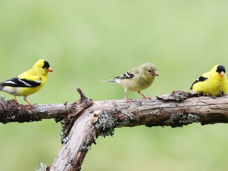 Goldfinch on a tree branch.