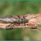 A stonefly on a branch