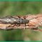 A stonefly on a branch