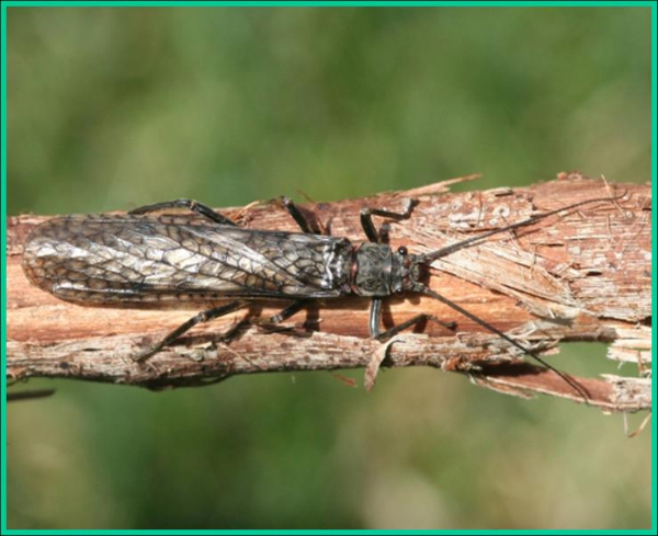 A stonefly on a branch