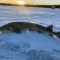 A sturgeon rests on ice.