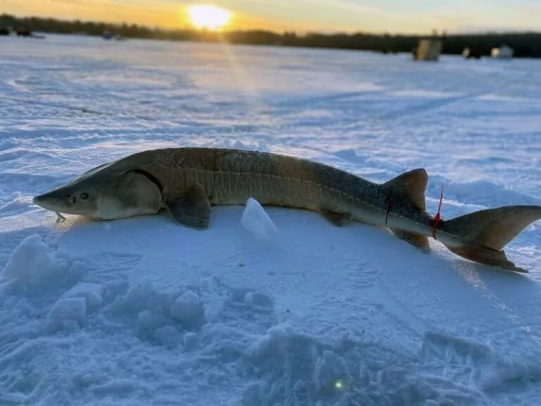 A sturgeon rests on ice.