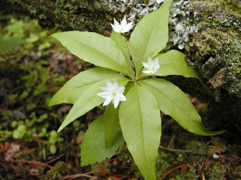 A small plant with white flowers.