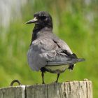 A medium-sized gray and black bird perched on a post.