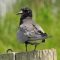 A medium-sized gray and black bird perched on a post.