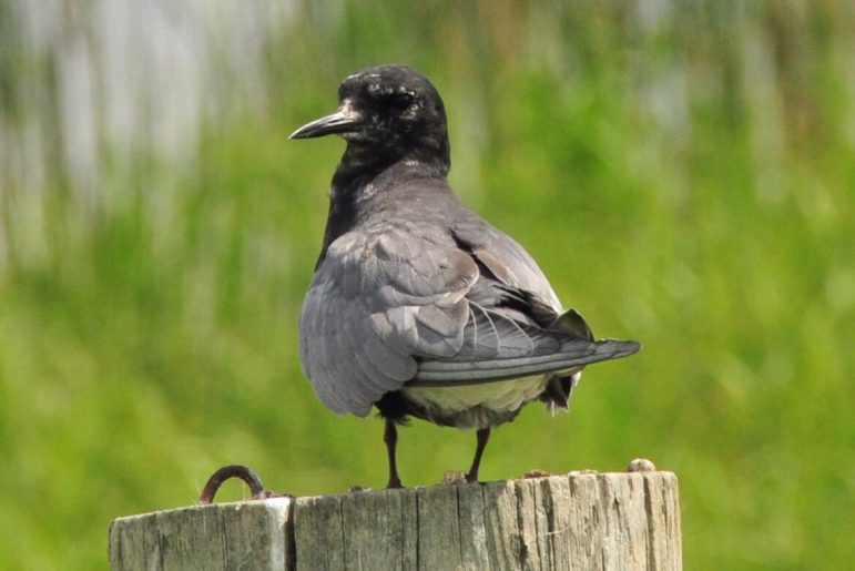 A medium-sized gray and black bird perched on a post.