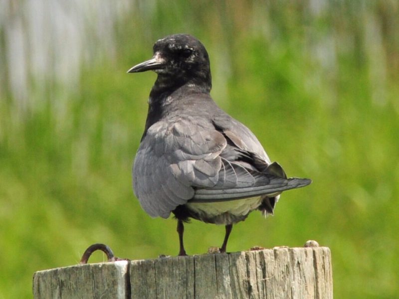 A medium-sized gray and black bird perched on a post.