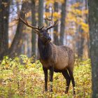 An antlered elk in a forest.