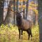 An antlered elk in a forest.